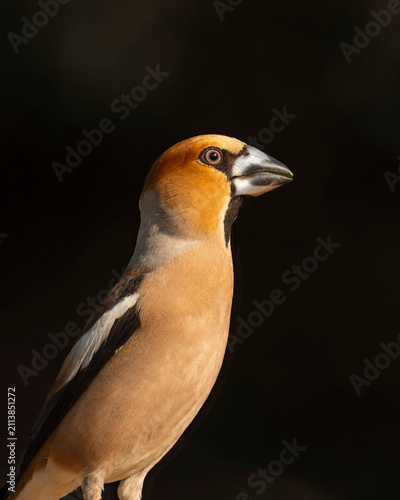 Retrato de perfil de un picogordo (Coccothraustes coccothraustes) con fondo oscuro, destacando su robusto pico cónico, su cabeza anaranjada, nuca gris e intensa mirada iluminada por el sol.