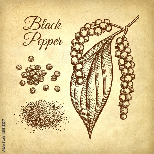 Black pepper plant, ground spice and peppercorns. Ink sketch on old paper background. Hand-drawn vintage engraving illustration.