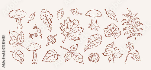 Autumn doodle sketch set of leaves, berries, acorn, chestnut, and mushrooms