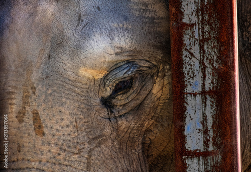 Slika na platnu Asian Elephant (Elephas maximus)