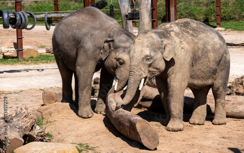 Fotografie Two young Asian Elephants (Elephas maximus)
