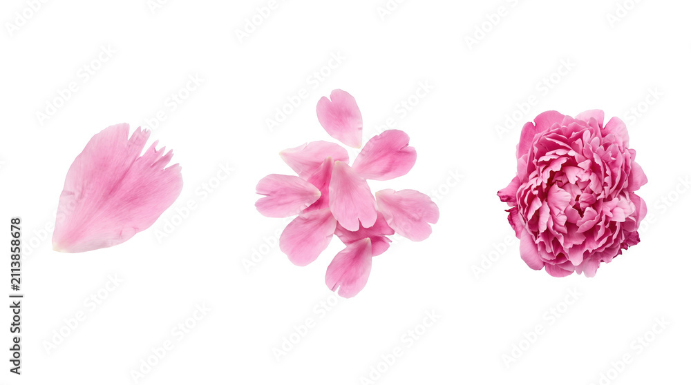 Fototapeta premium Three pink peony petals, delicate romantic floral design and gentle nature concept