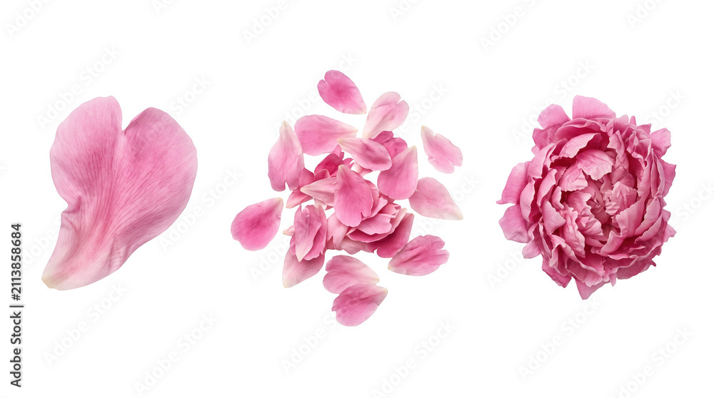 Fototapeta premium Three pink peony petals, delicate romantic floral design and gentle nature concept