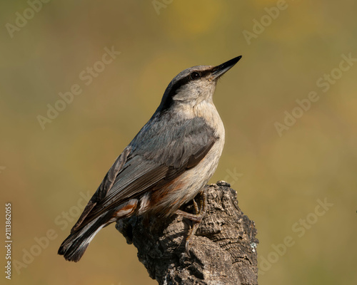 Un trepador azul (Sitta europaea) posado de perfil sobre la cúspide de un tronco rugoso, exhibiendo su característico dorso gris azulado, flancos castaños y su marcada lista ocular negra.