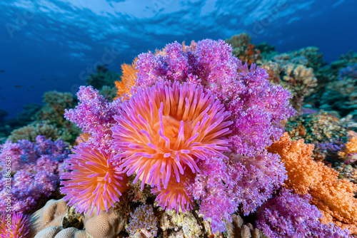 Vibrant pink sea anemones and soft corals on tropical reef