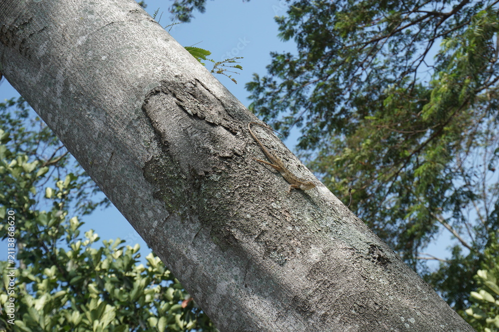 Fototapeta premium a small wild chameleon perfectly camouflaged among the rough bark of a tall tree trunk. outdoors in bright sunlight, clear blue sky in the background