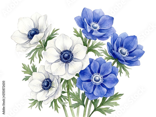 Beautiful hand painted watercolor floral illustration featuring elegant white and deep blue anemone flower bouquet arrangement