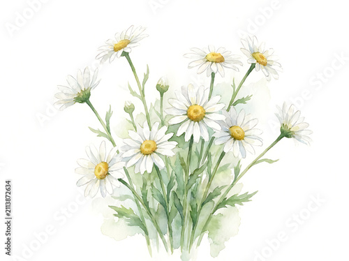 Beautiful hand painted watercolor floral illustration featuring a delicate bouquet of white daisy flowers on white