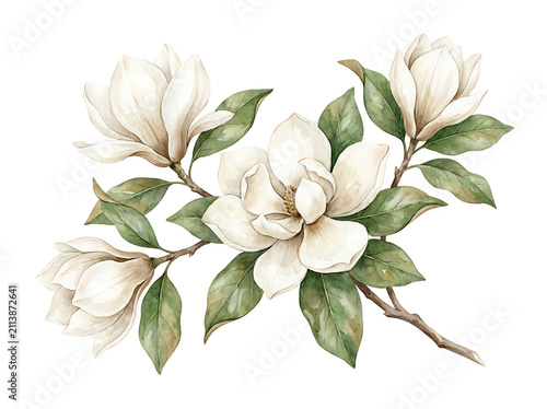 Elegant hand painted watercolor floral illustration featuring delicate white magnolia blossoms with lush green leaves isolated