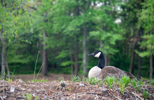Obraz na płótnie Canada Goose Resting on Her Nest on a Grassy Bank in Front of Green Forest