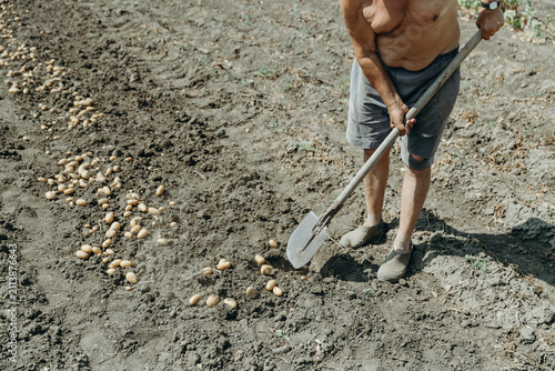 Portrait of a man digging potatoes in a vegetable garden.