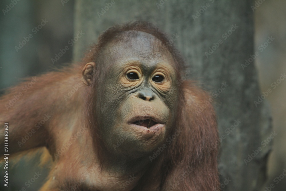 Fototapeta premium Closeup of a cute baby orangutan's facial expression