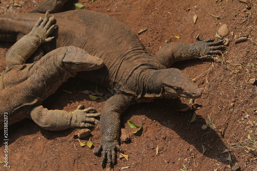 Fotografija Viewed from above, a pair of salvator lizards are seen basking on the ground in