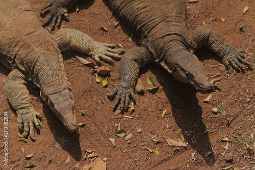 Fotografija Viewed from above, a pair of salvator lizards are seen basking on the ground in