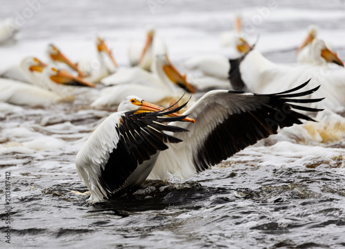Konstfotografi White Pelican Landing with Huge Wings Spread