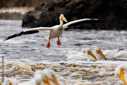 White Pelican in Flight Approaches Flock in River, Displaying Huge Wingspan
