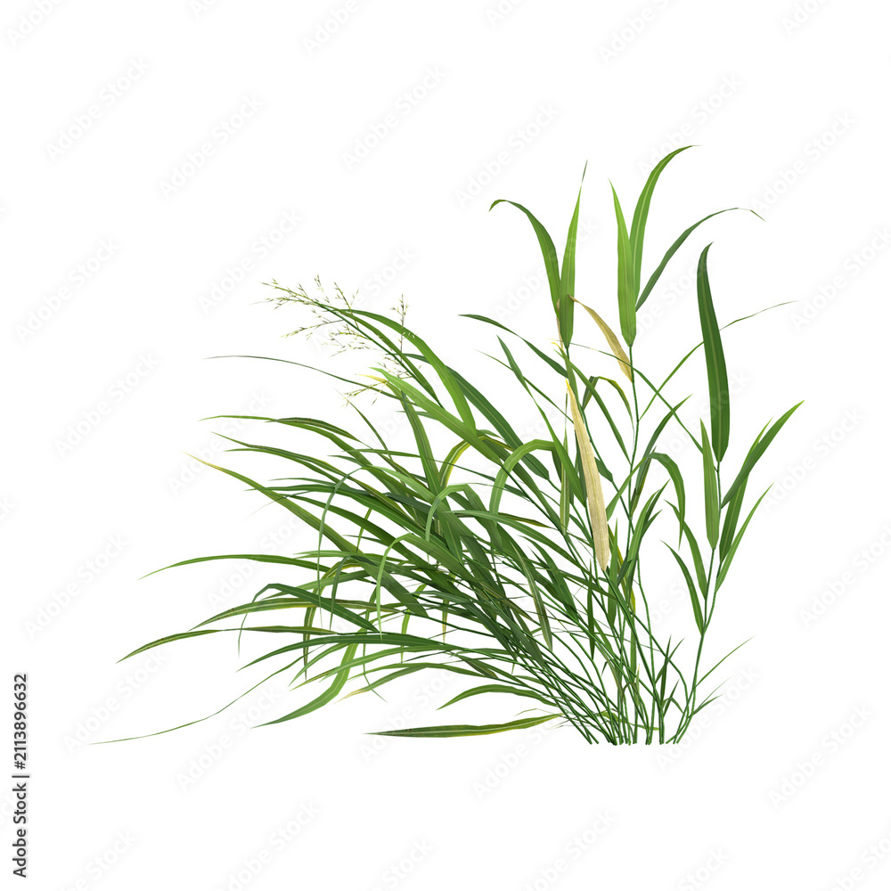 Fototapeta premium Isolated Helictotrichon grass on transparent canvas