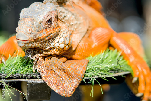 Obraz na płótnie Close-up of a colorful iguana basking in sunlight
