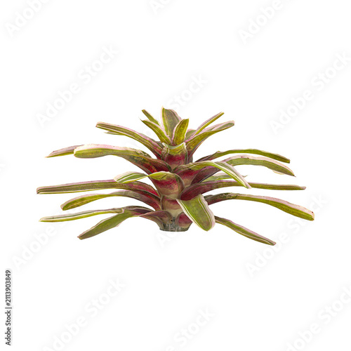 green plant isolated on white