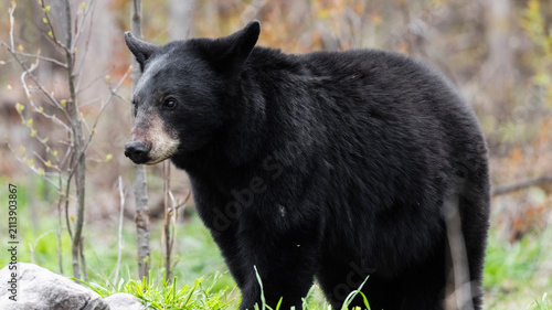 Large Black Bear on Forest Edge looking forward