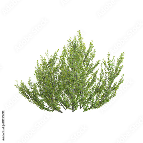 Isolated Rhamnus plant on transparent canvas
