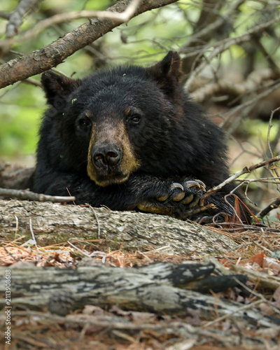 Картината върху платно Adorable Yearling Black Bear Resting On Paw
