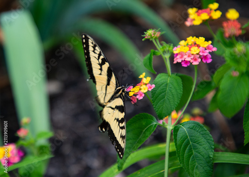 butterfly on a flower