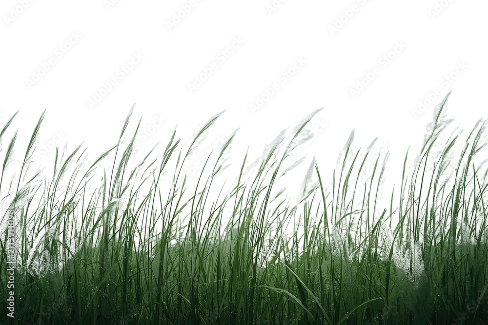 Obraz premium Natural strip of thin wild green grass