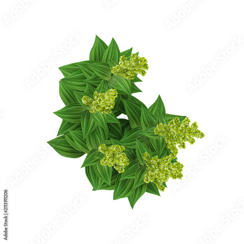 Lobelia tupa plant on transparent canvas from the top view