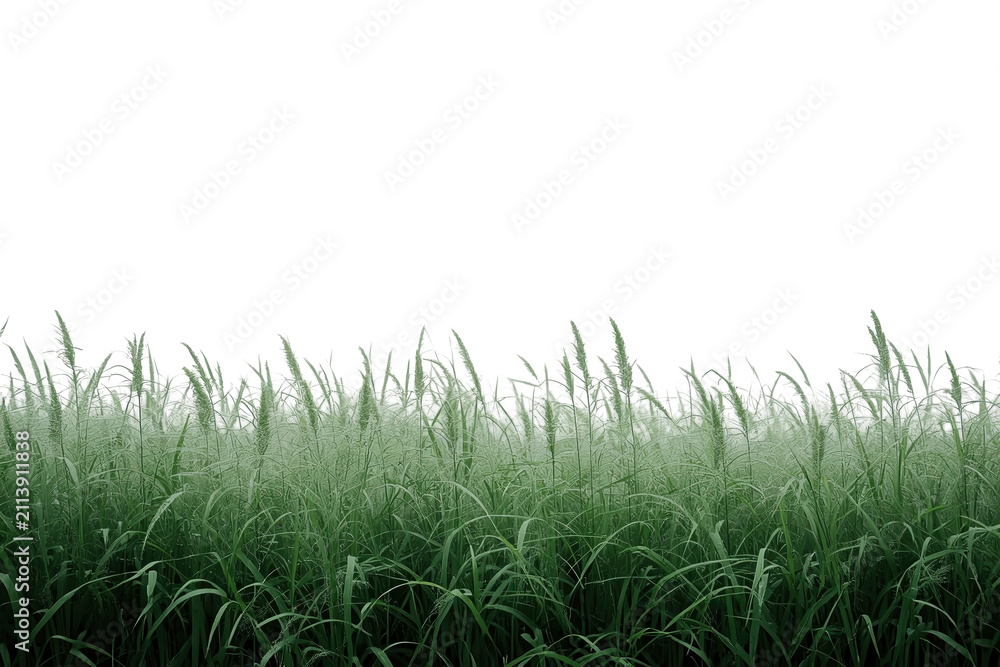 Fototapeta premium Lush band of dense meadow grass