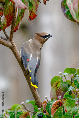 Cedar waxwing perched on branch looking over shoulder