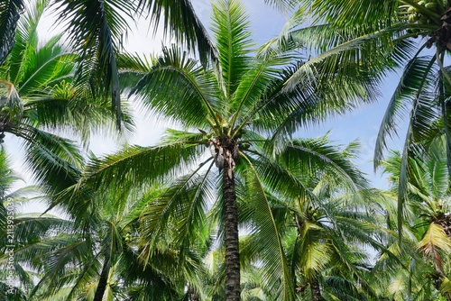 Plakat coconut trees
