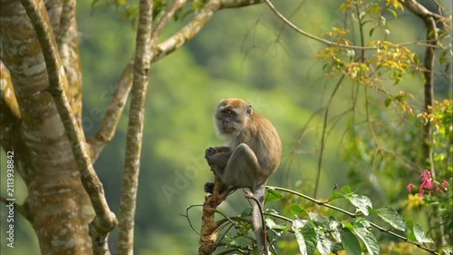 A monkey in a tree in the wild, part 6