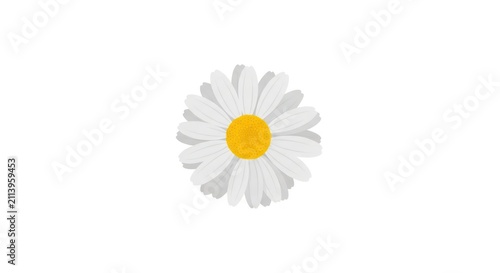 Single white daisy flower closeup view.