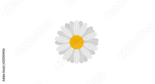 Single white daisy flower closeup.