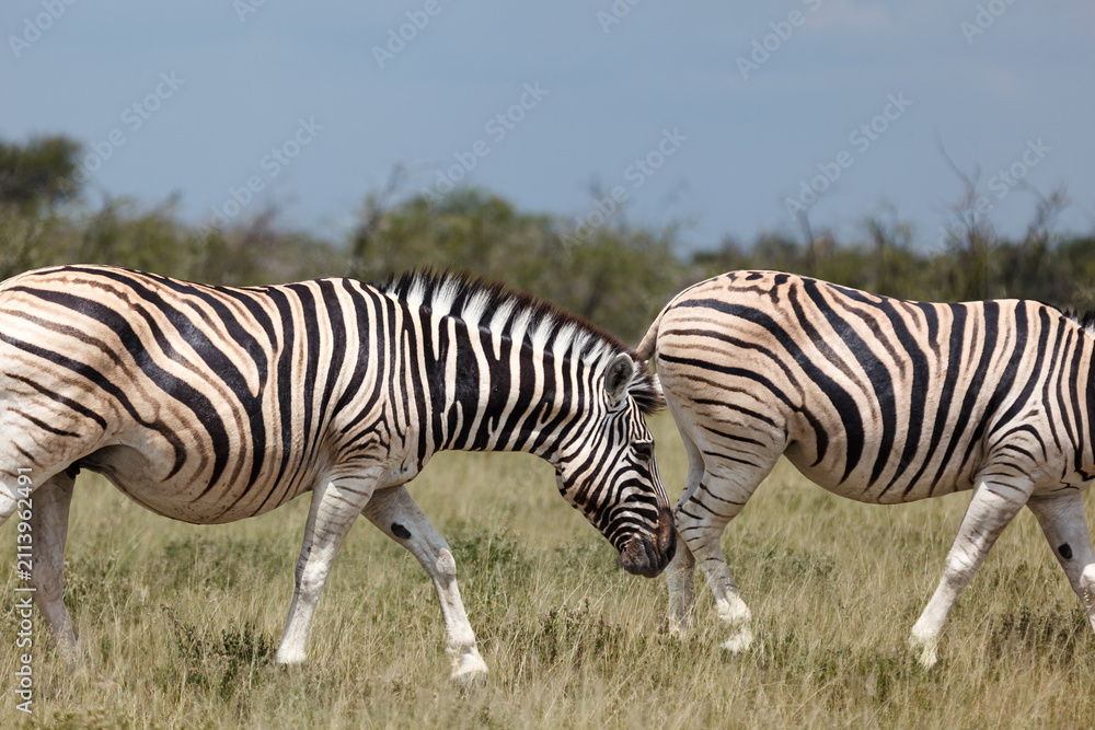 Obraz premium Closeup of two zebras walking in the grassland in Namibia