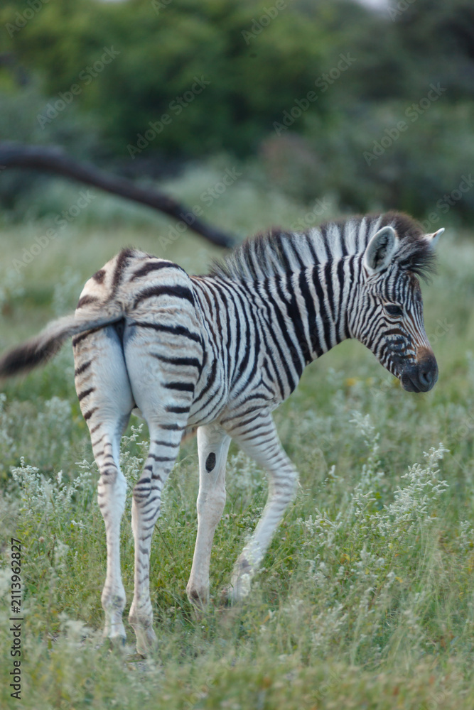 Obraz premium Closeup of zebra turning to look at photographer