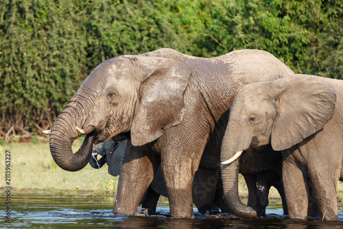 Closeup of family and baby elephants drinking and bathing in river