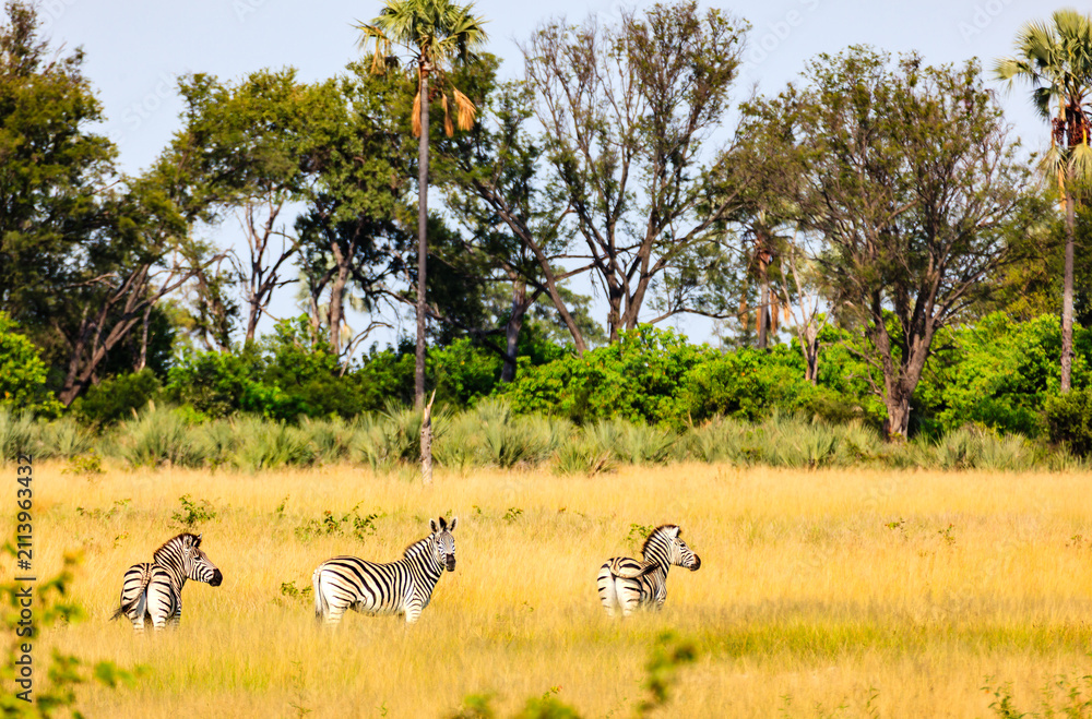Obraz premium Plains zebra graze in grasslands of Chobe National Park, Botswana