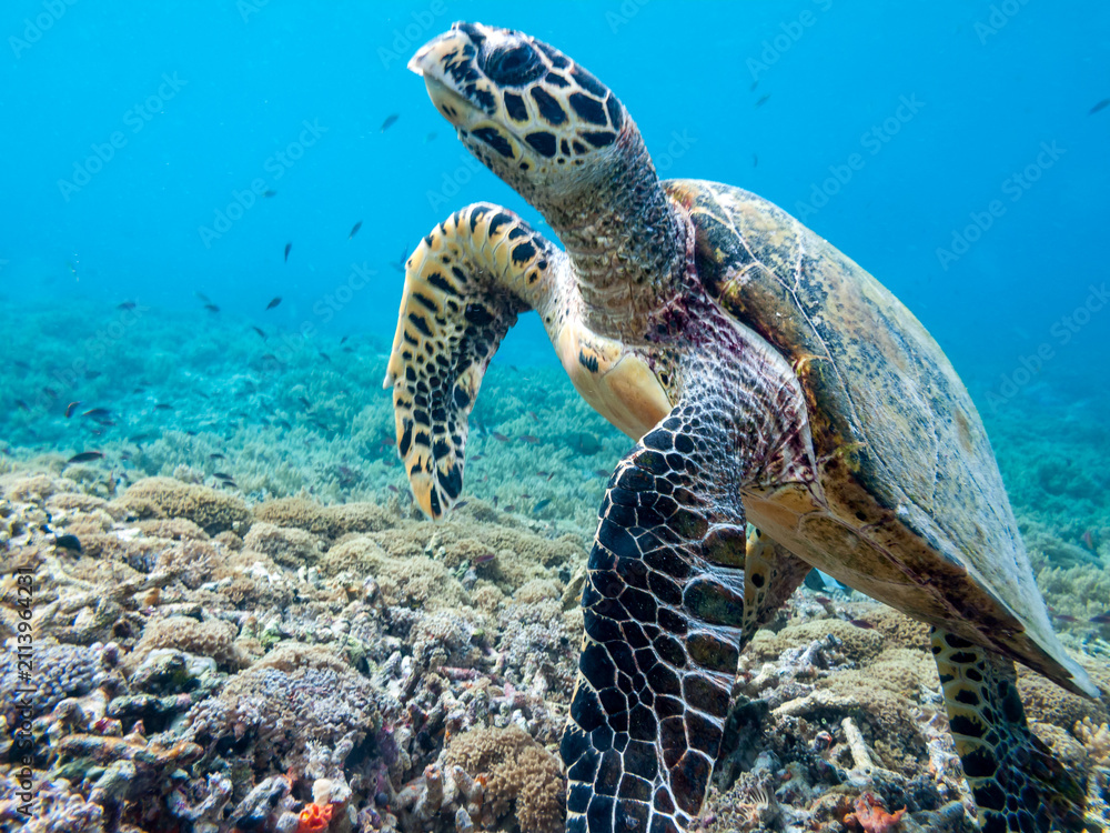 Fototapeta premium Sea turtle ascends from coral reef
