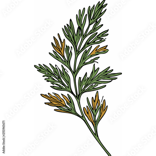 Aromatic Cumin Leaf Clear Botanical Illustration