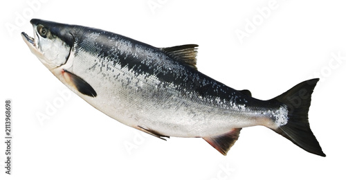 上向きのポーズのよく太ったおいしい天然ベニザケ魚体切り抜き画像
