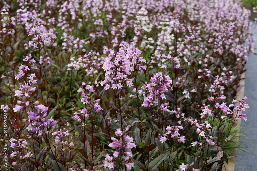 Fototapeta premium Beautiful pale pink penstemon flowers blooming along a modern garden pathway.