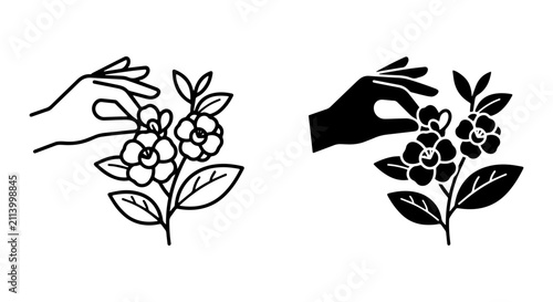 Fotografía Elegant Hand Plucking Camellia Flower, Line Art and Silhouette Vector Icons