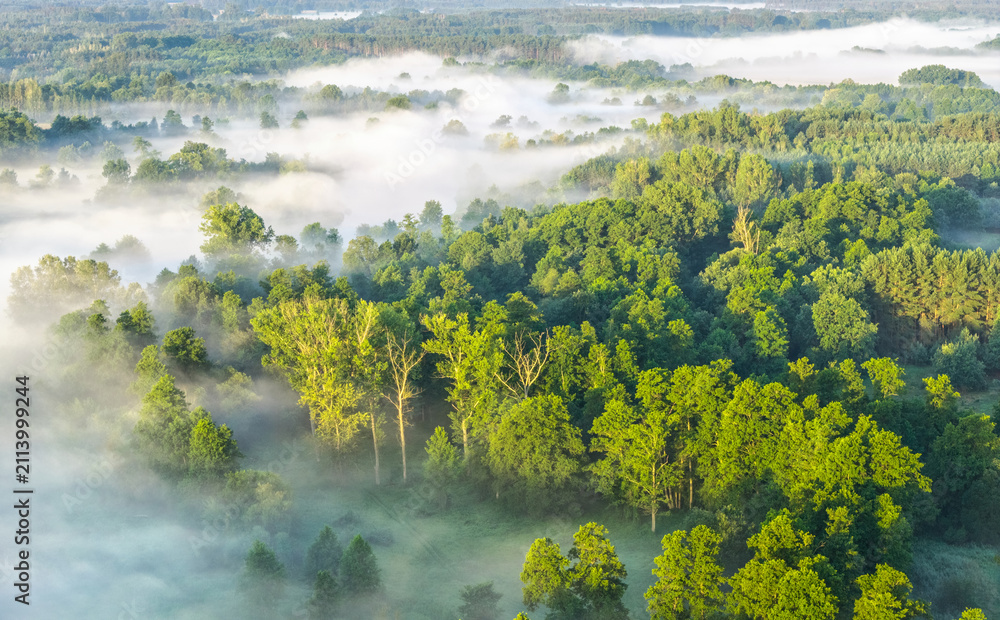 Obraz premium High view of fog over trees