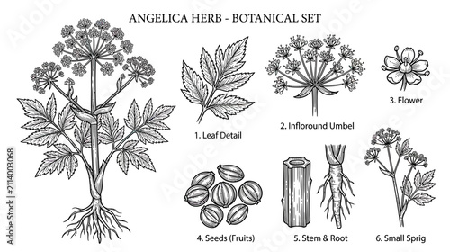 Bild auf Leinwand Botanical Illustration of Angelica Herb Parts