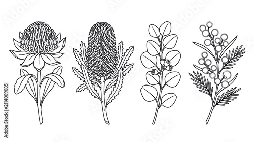 Australian native floral line art illustrations set