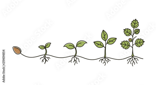 Plant Growth Stages: Seed to Sapling - Illustration