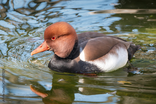 Canvastavla Pato colorado macho nadando sobre aguas tranquilas