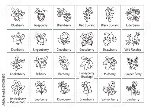 Quadro su tela Minimalist botanical berry icons, set of 24 hand drawn wild berry line art illus